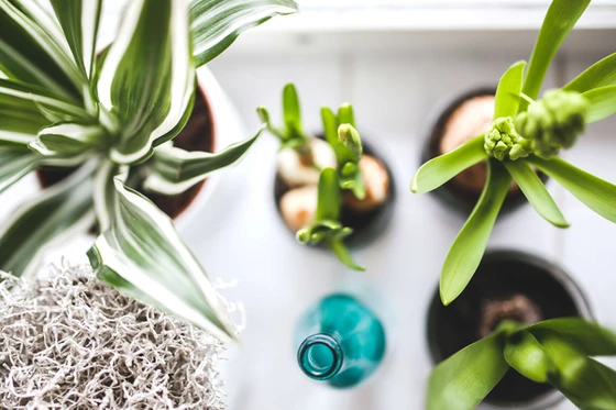 A close up of plants in pots and on the counter