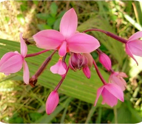 A close up of the flowers of a pink flower.